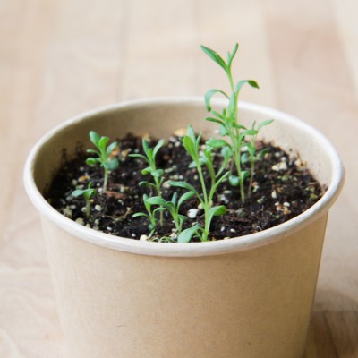 Minipot lavande Minipot lavande