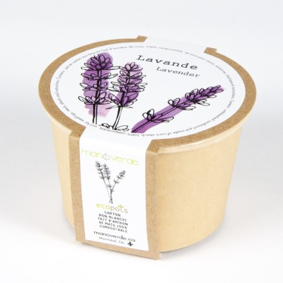 Minipot lavande