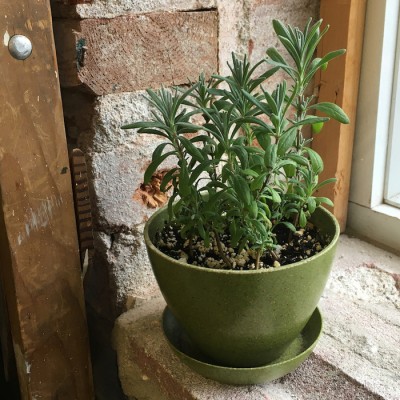Minipot lavande