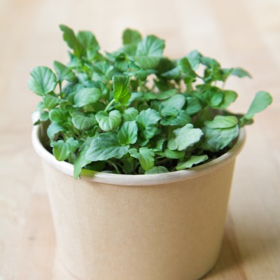 Minipot pensée comestible Minipot pensée comestible