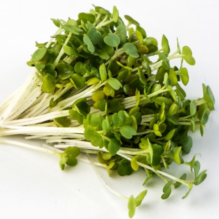 Roquette en vrac 125g Roquette en vrac 125g
