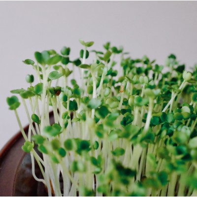 Brocoli en vrac 125g