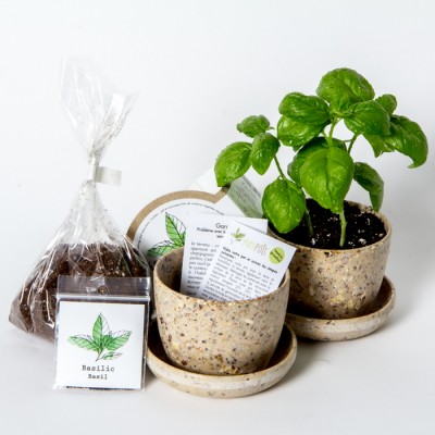 Minipot basilic fibres recyclées