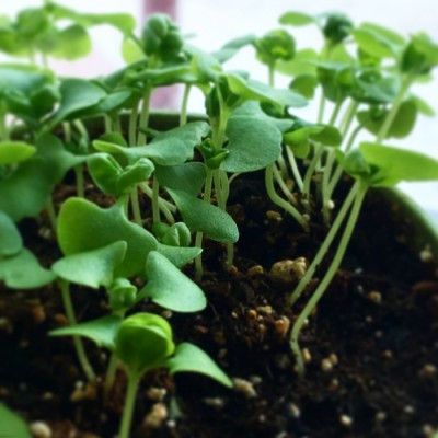 Minipot basilic fibres recyclées