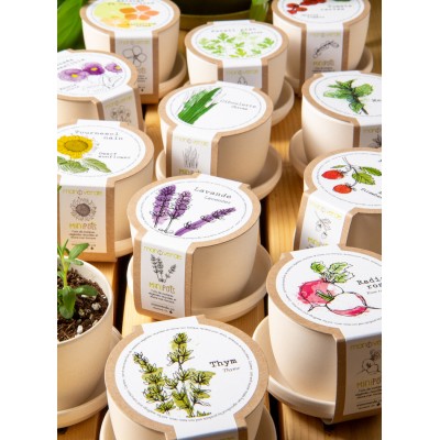 Minipot basilic fibres recyclées