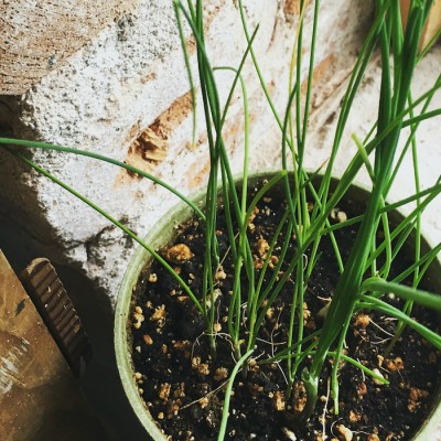 Minipot ciboulette fibres recyclées