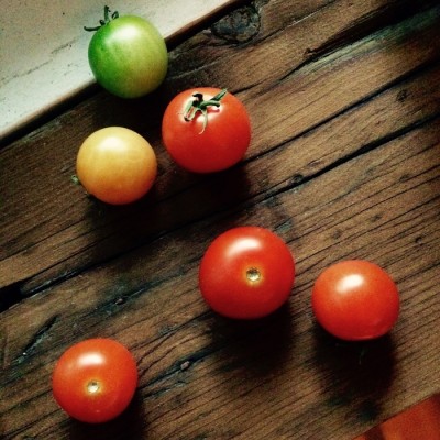 Minipot tomate cerise fibres recyclées
