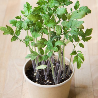 Minipot tomate cerise fibres recyclées