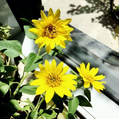 Minipot tournesol nain fibres recyclées