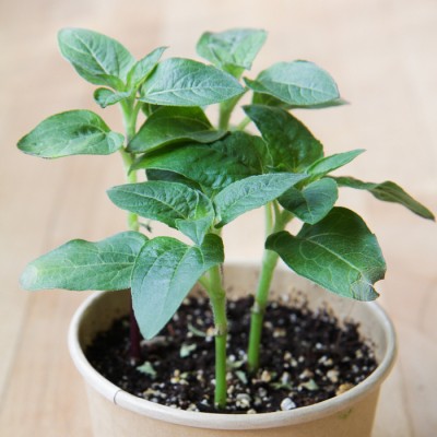 Minipot tournesol nain fibres recyclées