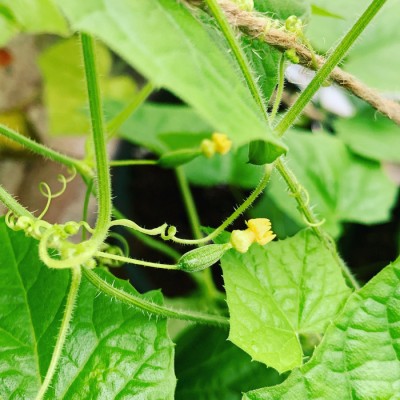 Minipot cucamelon fibres recyclées