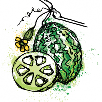 Minipot cucamelon fibres recyclées