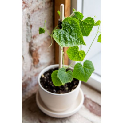 Minipot cucamelon fibres recyclées