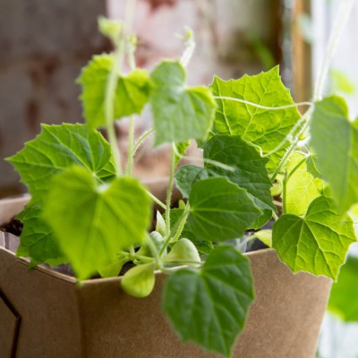 Minipot cucamelon fibres recyclées