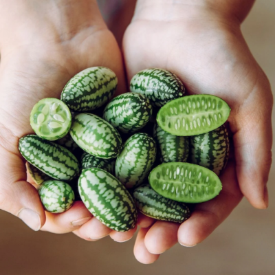 Minipot cucamelon
