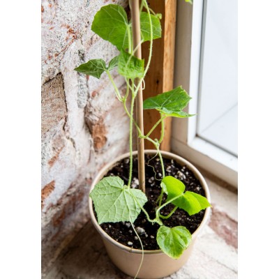 Minipot cucamelon