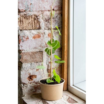 Minipot cucamelon