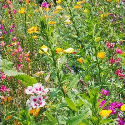 Fleurs sauvages pour pollinisateurs : mi-ombre
