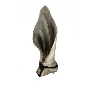 Oreille de boeuf géante fourrure