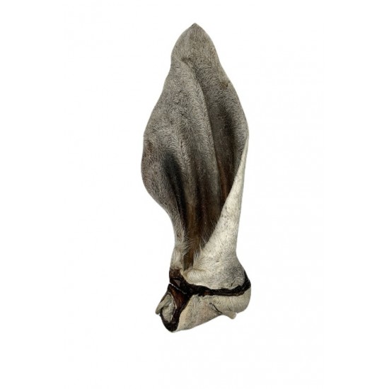 Oreille de boeuf géante fourrure