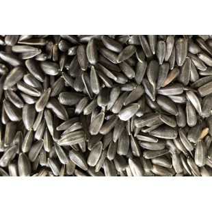 Tournesol bio à germer 500g (Semence)
