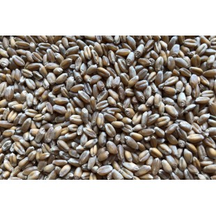 Blé bio à germer 500g