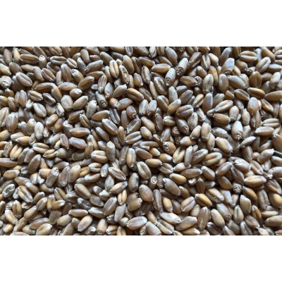 Blé bio à germer 500g
