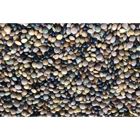 Lentilles variées bio à germer 250g