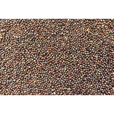 Chou Rave mauve bio à germer 100g