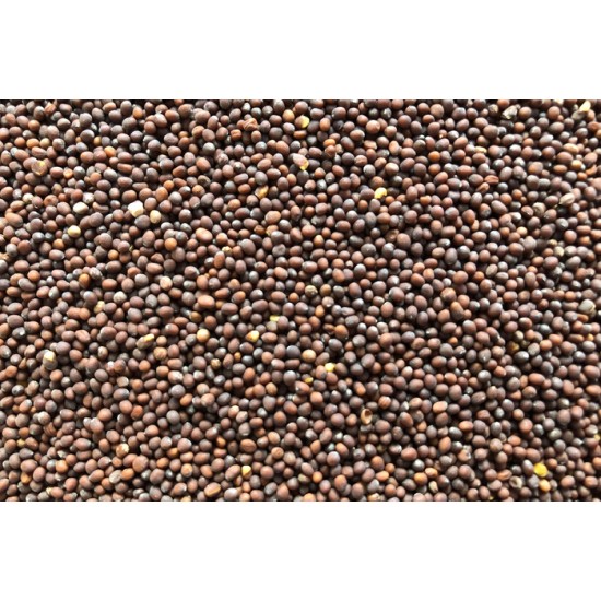 Moutarde brune bio à germer 100g