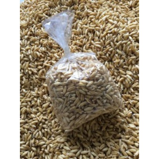 Germinations de blé kamut bio 200g