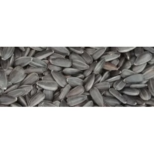 Graines de tournesol bio pour oiseaux