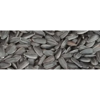 Graines de tournesol bio pour oiseaux