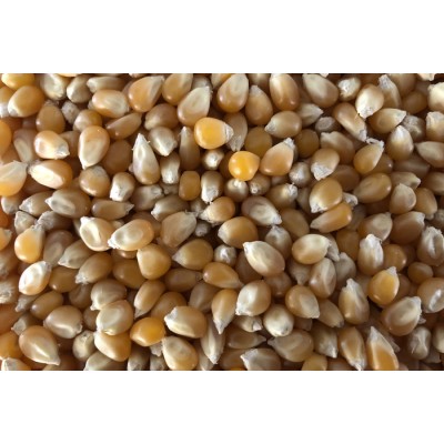 Maïs bio à germer 100g