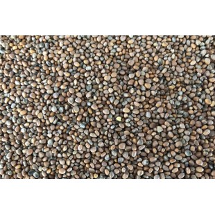 Radis Noir bio à germer 100g