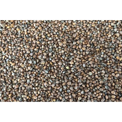 Radis Noir bio à germer 100g