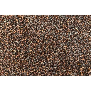 Mizuna Vert 100g(moutarde) bio à germer 
