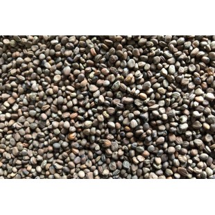 Radis Volcano bio à germer 100g
