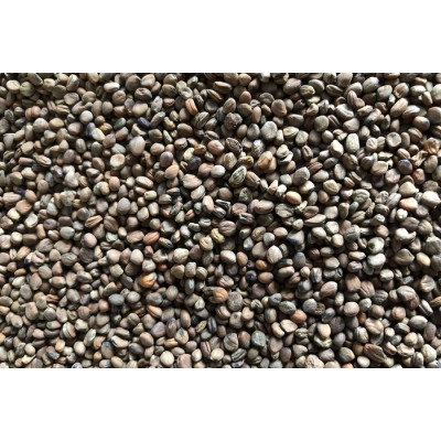 Radis Volcano bio à germer 100g