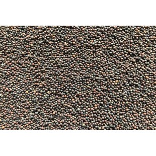 Kale bio à germer 100g