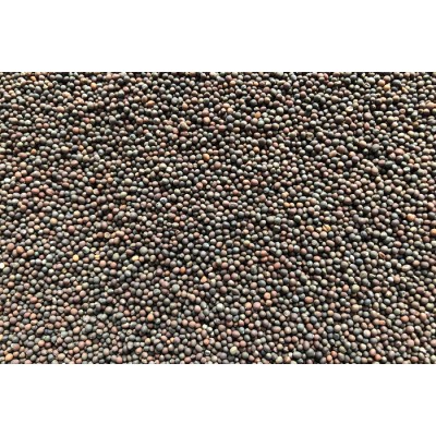 Kale bio à germer 100g