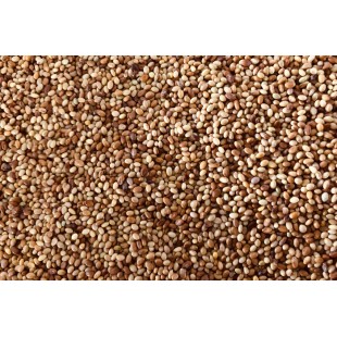 Trèfle bio à germer 100g