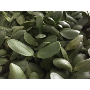 Tournesol bio sur terreau 1/2 plateau 10 x 10