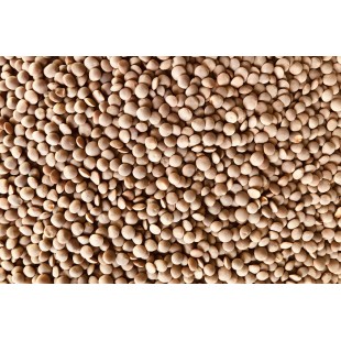 Lentilles crimson (orange) bio à germer 250g