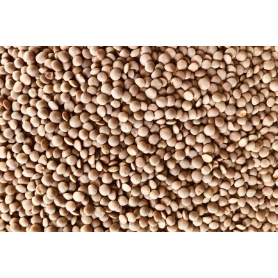 Lentilles crimson (orange) bio à germer 250g