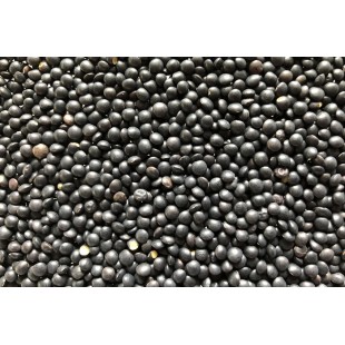 Lentille Béluga (noire) bio à germer 250g