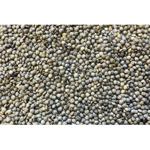 Lentille française (verte) bio à germer 250g
