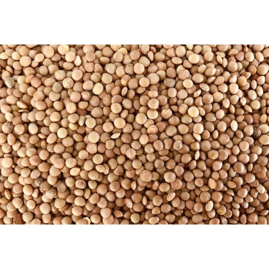 Lentilles Eston (brune) bio à germer 250g