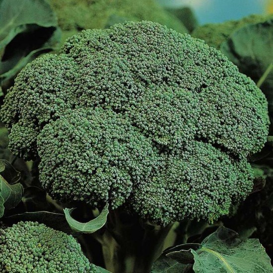 Brocoli Belstar bio