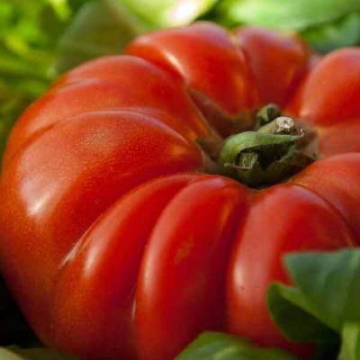 Tomate Beefsteak Rouge bio